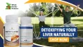Natural Detox Support for NAFLD and Liver Health