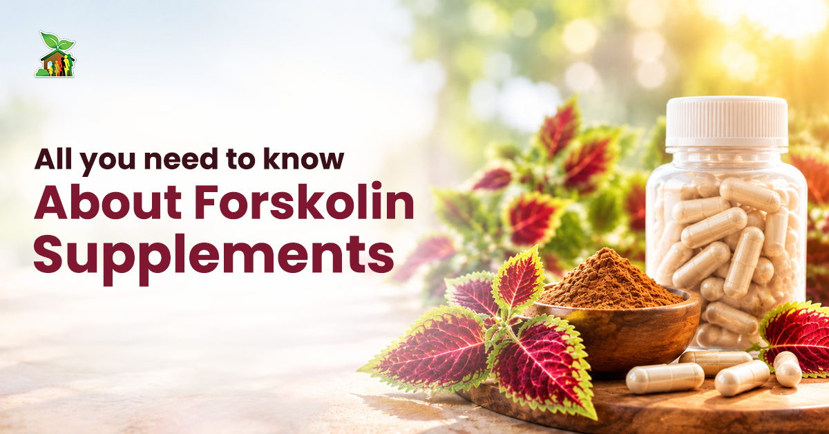 All you need to know about forskolin supplements Graphic titled All you need to know About Forskolin Supplements showing herbal leaves, powdered extract, and supplement capsules