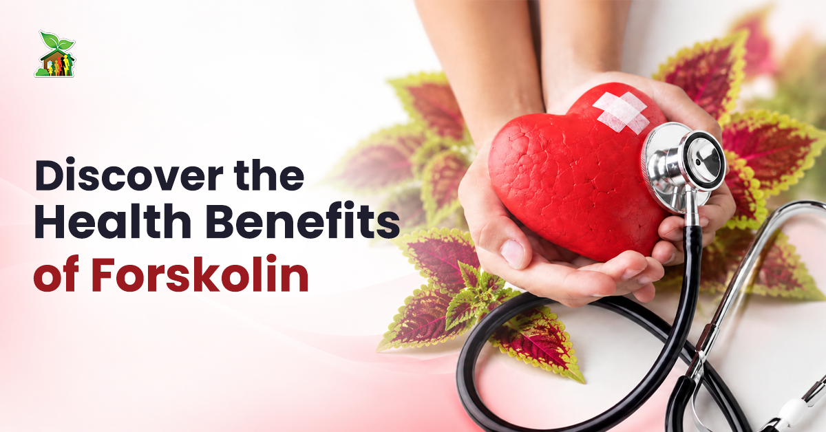 Discover the Health Benefits of Forskolin Discover the Health Benefits of Forskolin banner showing hands holding a heart model with a stethoscope and leaves.