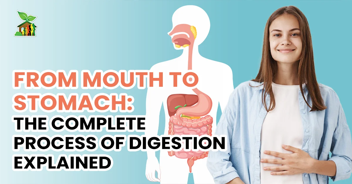 From Mouth to Stomach: The Process of Digestion and How Your Body Breaks Down Food