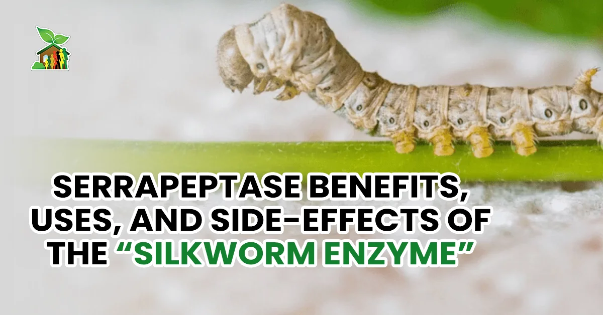 Serrapeptase Benefits, Uses, and Side-Effects of the “Silkworm Enzyme” Serrapeptase Benefits, Uses, and Side-Effects of the “Silkworm Enzyme”