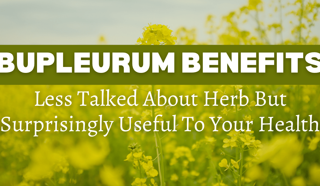 Bupleurum Benefits: Less Talked About Herb But Surprisingly Useful To Your Health