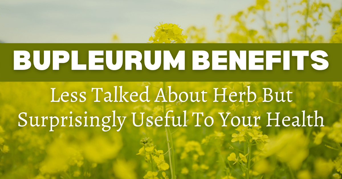 Bupleurum Benefits Less Talked About Herb But Surprisingly Useful To Your Health