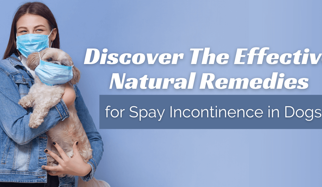 Discover The Effective Natural Remedies  for Spay Incontinence in Dogs
