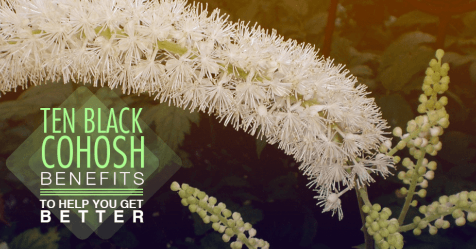 10 Black Cohosh Health Benefits You Must Know Whole Family Products