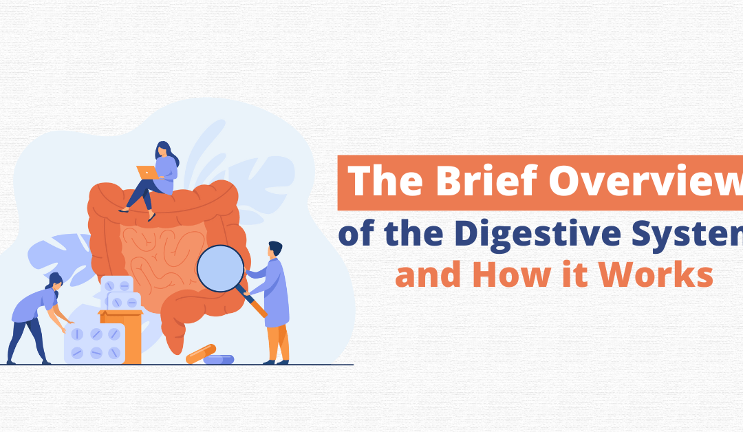 The Brief Overview of the Digestive System and How It Works