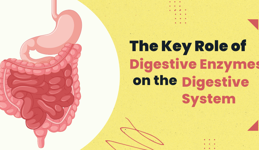 The Key Role of Digestive Enzymes on the Digestive System