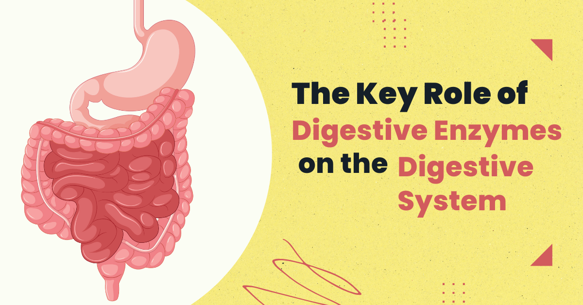 The Key Role of Digestive Enzymes on the Digestive System