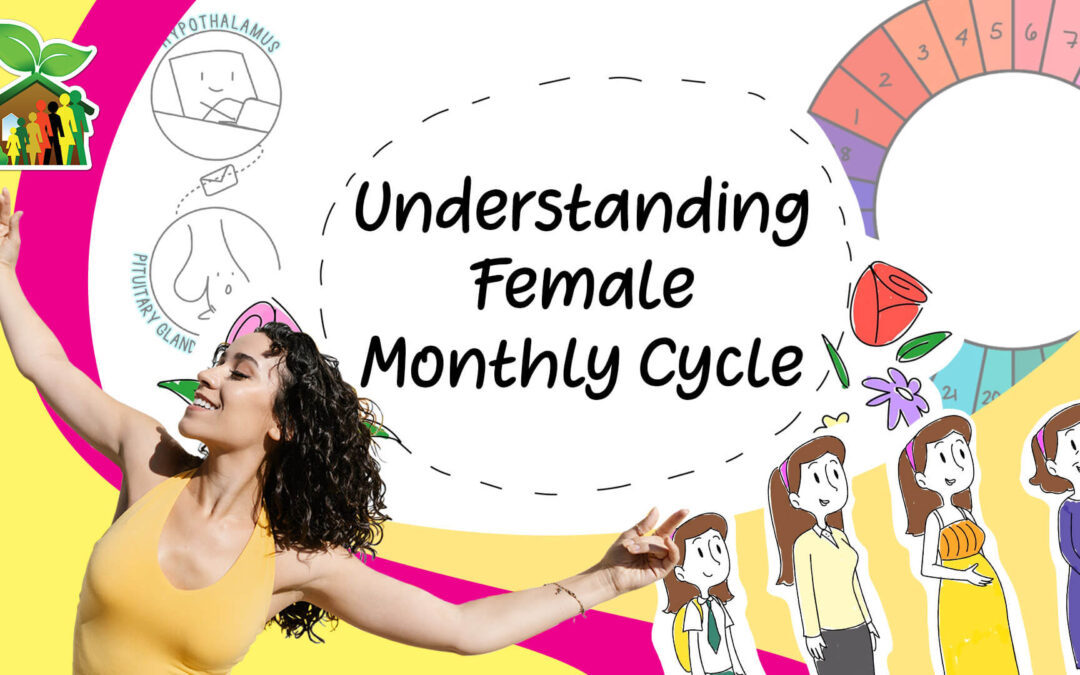 Understanding Female Monthly Cycle